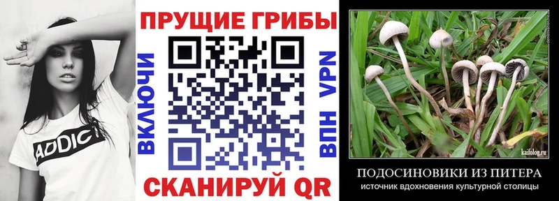 Псилоцибиновые грибы Cubensis  где купить наркотик  Горнозаводск 